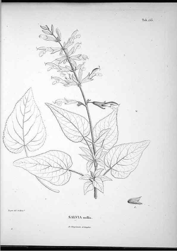 Reproducción/Reproduction 49556416051: Nova genera et species plantarum :. Antverpiae :Ex officina Christophori Plantini ...,1576.. 