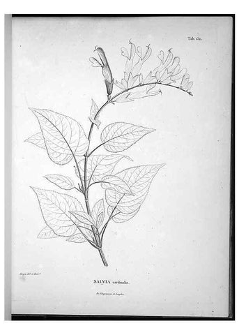 Reproducción/Reproduction 49556651507: Nova genera et species plantarum :. Antverpiae :Ex officina Christophori Plantini ...,1576.. 