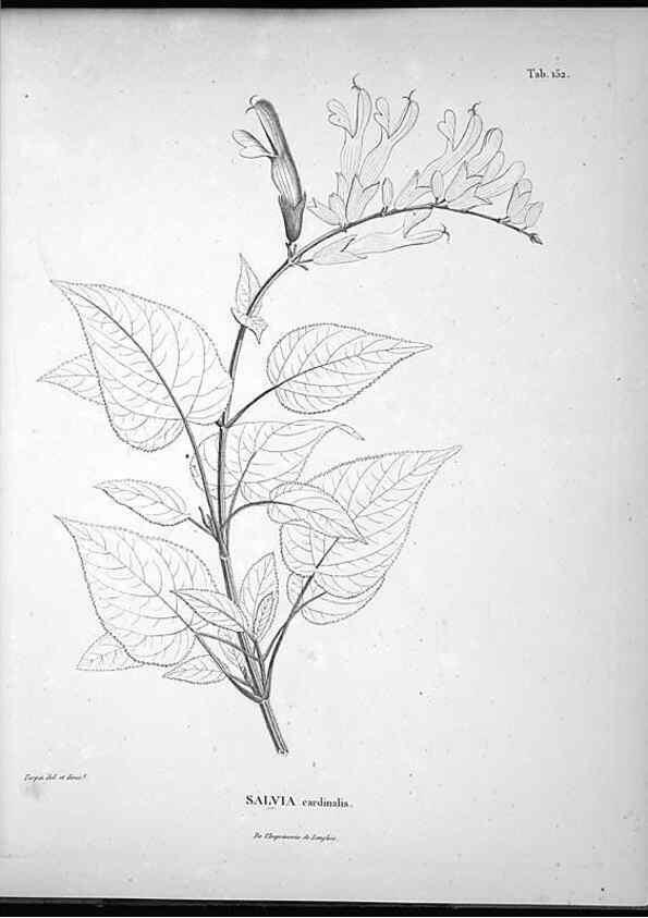 Reproducción/Reproduction 49556651507: Nova genera et species plantarum :. Antverpiae :Ex officina Christophori Plantini ...,1576.. 