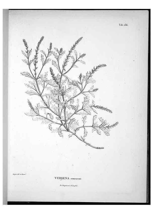 Reproducción/Reproduction 49555918418: Nova genera et species plantarum :. Antverpiae :Ex officina Christophori Plantini ...,1576.. 