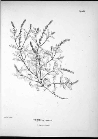 Reproducción/Reproduction 49555918418: Nova genera et species plantarum :. Antverpiae :Ex officina Christophori Plantini ...,1576.. 