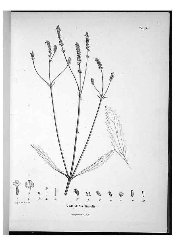 Reproducción/Reproduction 49556648982: Nova genera et species plantarum :. Antverpiae :Ex officina Christophori Plantini ...,1576.. 
