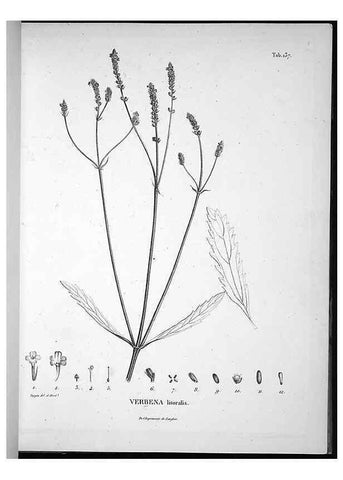 Reproducción/Reproduction 49556648982: Nova genera et species plantarum :. Antverpiae :Ex officina Christophori Plantini ...,1576.. 