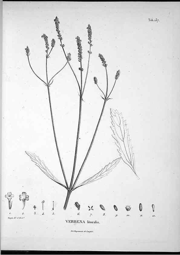 Reproducción/Reproduction 49556648982: Nova genera et species plantarum :. Antverpiae :Ex officina Christophori Plantini ...,1576.. 