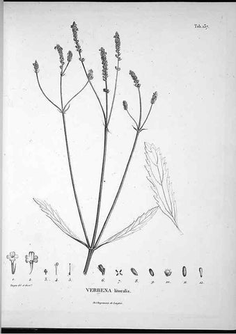 Reproducción/Reproduction 49556648982: Nova genera et species plantarum :. Antverpiae :Ex officina Christophori Plantini ...,1576.. 