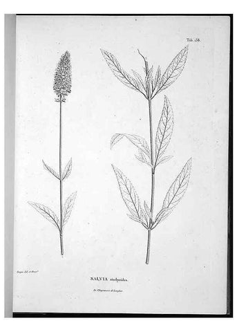 Reproducción/Reproduction 49556413386: Nova genera et species plantarum :. Antverpiae :Ex officina Christophori Plantini ...,1576.. 