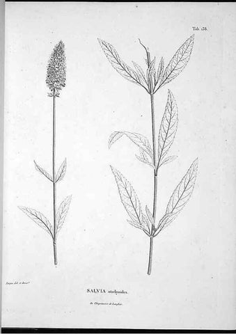 Reproducción/Reproduction 49556413386: Nova genera et species plantarum :. Antverpiae :Ex officina Christophori Plantini ...,1576.. 
