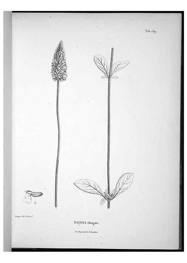 Reproducción/Reproduction 49555918823: Nova genera et species plantarum :. Antverpiae :Ex officina Christophori Plantini ...,1576.. 