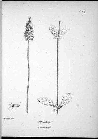 Reproducción/Reproduction 49555918823: Nova genera et species plantarum :. Antverpiae :Ex officina Christophori Plantini ...,1576.. 