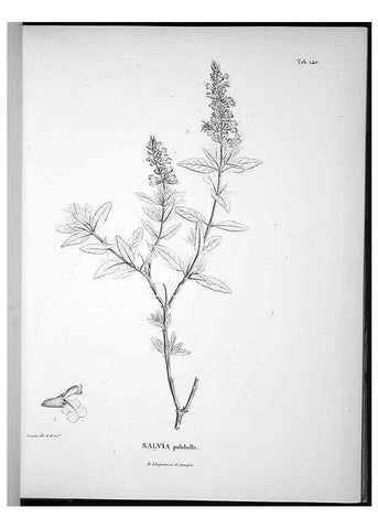 Reproducción/Reproduction 49556413696: Nova genera et species plantarum :. Antverpiae :Ex officina Christophori Plantini ...,1576.. 