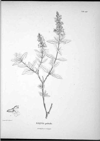 Reproducción/Reproduction 49556413696: Nova genera et species plantarum :. Antverpiae :Ex officina Christophori Plantini ...,1576.. 