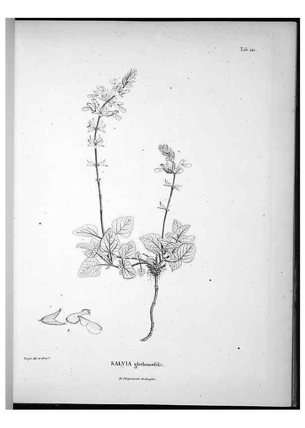 Reproducción/Reproduction 49556413861: Nova genera et species plantarum :. Antverpiae :Ex officina Christophori Plantini ...,1576.. 