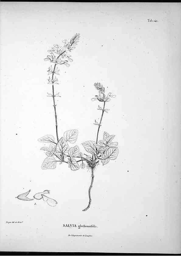 Reproducción/Reproduction 49556413861: Nova genera et species plantarum :. Antverpiae :Ex officina Christophori Plantini ...,1576.. 