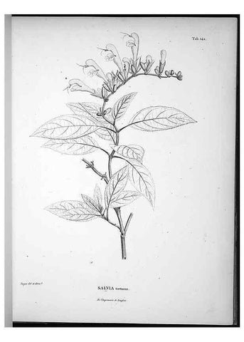 Reproducción/Reproduction 49556414071: Nova genera et species plantarum :. Antverpiae :Ex officina Christophori Plantini ...,1576.. 
