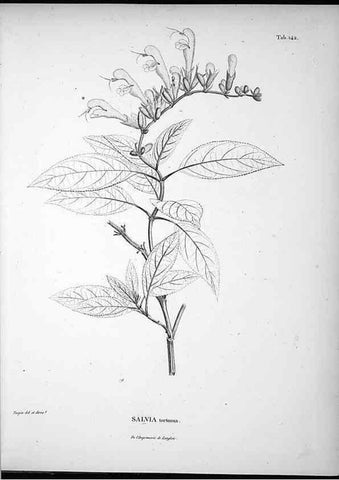 Reproducción/Reproduction 49556414071: Nova genera et species plantarum :. Antverpiae :Ex officina Christophori Plantini ...,1576.. 