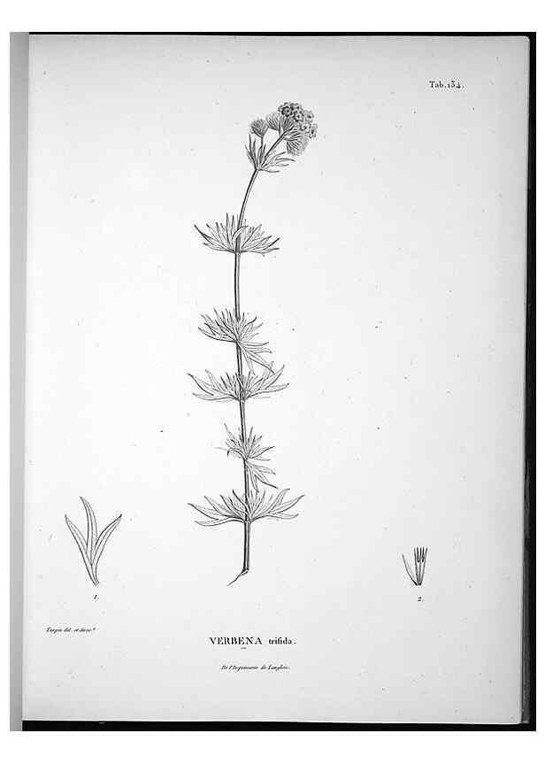 Reproducción/Reproduction 49555918038: Nova genera et species plantarum :. Antverpiae :Ex officina Christophori Plantini ...,1576.. 