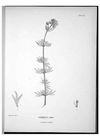 Reproducción/Reproduction 49555918038: Nova genera et species plantarum :. Antverpiae :Ex officina Christophori Plantini ...,1576.. 