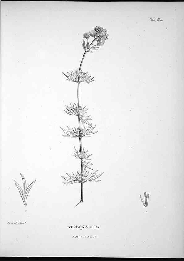 Reproducción/Reproduction 49555918038: Nova genera et species plantarum :. Antverpiae :Ex officina Christophori Plantini ...,1576.. 