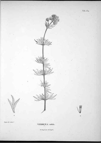 Reproducción/Reproduction 49555918038: Nova genera et species plantarum :. Antverpiae :Ex officina Christophori Plantini ...,1576.. 