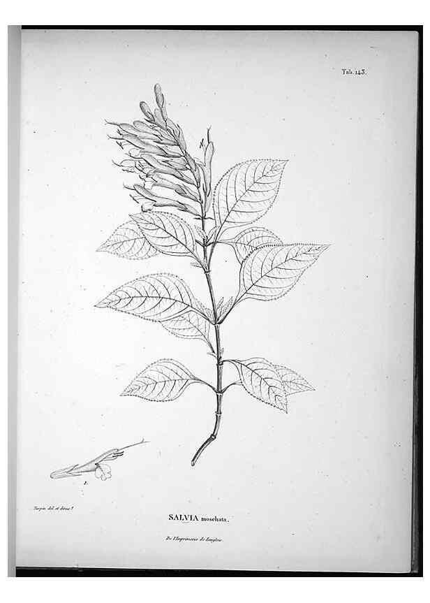 Reproducción/Reproduction 49556649907: Nova genera et species plantarum :. Antverpiae :Ex officina Christophori Plantini ...,1576.. 