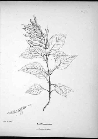 Reproducción/Reproduction 49556649907: Nova genera et species plantarum :. Antverpiae :Ex officina Christophori Plantini ...,1576.. 