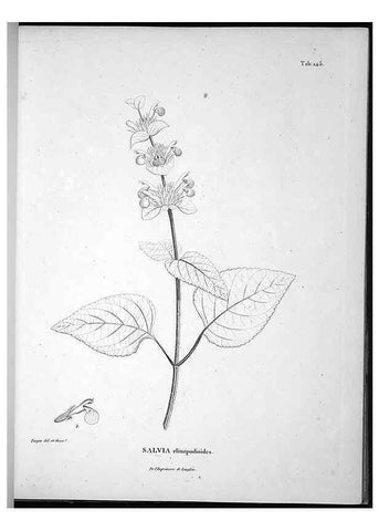Reproducción/Reproduction 49556414576: Nova genera et species plantarum :. Antverpiae :Ex officina Christophori Plantini ...,1576.. 