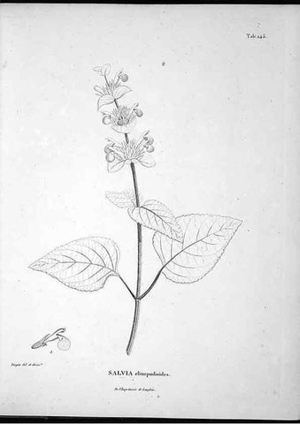 Reproducción/Reproduction 49556414576: Nova genera et species plantarum :. Antverpiae :Ex officina Christophori Plantini ...,1576.. 