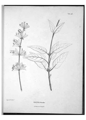 Reproducción/Reproduction 49556414726: Nova genera et species plantarum :. Antverpiae :Ex officina Christophori Plantini ...,1576.. 