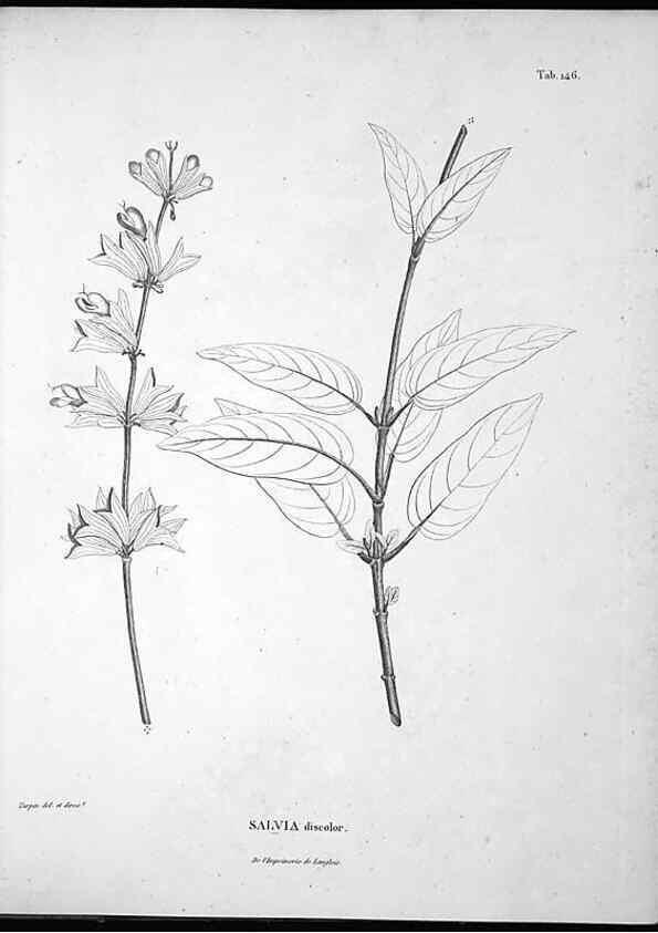 Reproducción/Reproduction 49556414726: Nova genera et species plantarum :. Antverpiae :Ex officina Christophori Plantini ...,1576.. 
