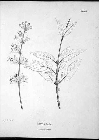 Reproducción/Reproduction 49556414726: Nova genera et species plantarum :. Antverpiae :Ex officina Christophori Plantini ...,1576.. 