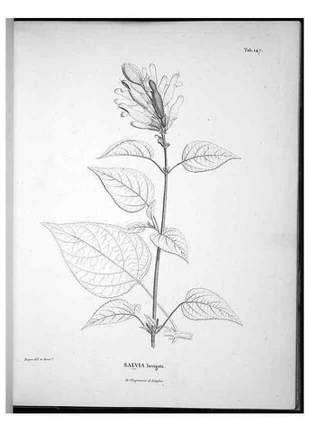 Reproducción/Reproduction 49555920128: Nova genera et species plantarum :. Antverpiae :Ex officina Christophori Plantini ...,1576.. 