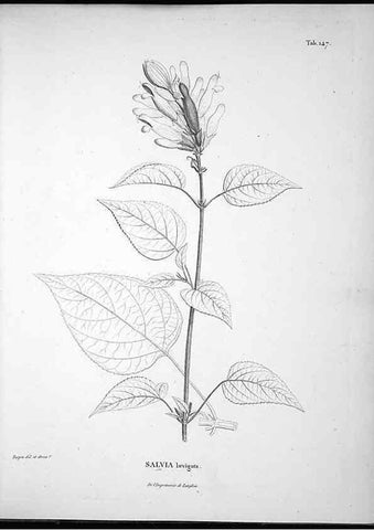 Reproducción/Reproduction 49555920128: Nova genera et species plantarum :. Antverpiae :Ex officina Christophori Plantini ...,1576.. 