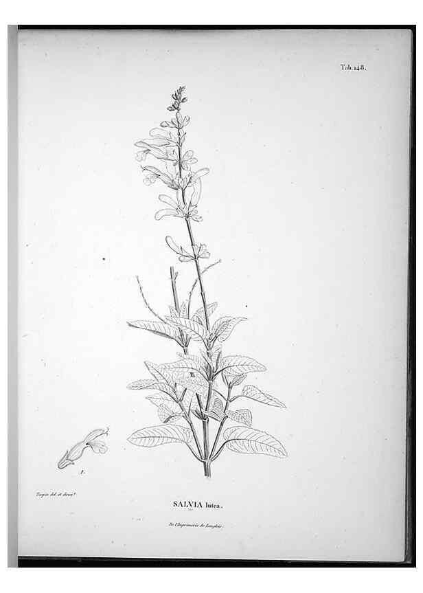 Reproducción/Reproduction 49556415126: Nova genera et species plantarum :. Antverpiae :Ex officina Christophori Plantini ...,1576.. 