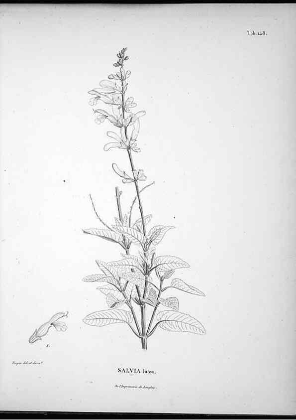Reproducción/Reproduction 49556415126: Nova genera et species plantarum :. Antverpiae :Ex officina Christophori Plantini ...,1576.. 