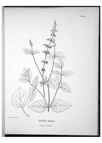 Reproducción/Reproduction 49555920468: Nova genera et species plantarum :. Antverpiae :Ex officina Christophori Plantini ...,1576.. 