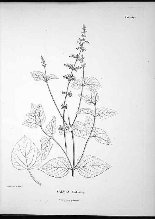 Reproducción/Reproduction 49555920468: Nova genera et species plantarum :. Antverpiae :Ex officina Christophori Plantini ...,1576.. 