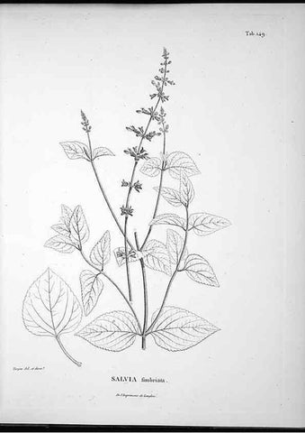 Reproducción/Reproduction 49555920468: Nova genera et species plantarum :. Antverpiae :Ex officina Christophori Plantini ...,1576.. 