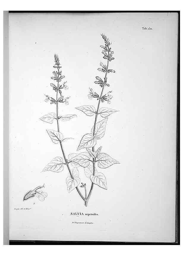 Reproducción/Reproduction 49556415526: Nova genera et species plantarum :. Antverpiae :Ex officina Christophori Plantini ...,1576.. 