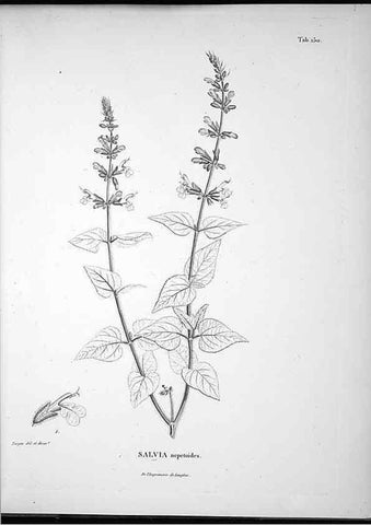 Reproducción/Reproduction 49556415526: Nova genera et species plantarum :. Antverpiae :Ex officina Christophori Plantini ...,1576.. 
