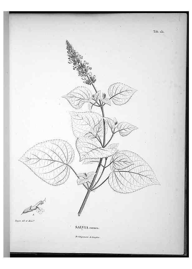 Reproducción/Reproduction 49555920933: Nova genera et species plantarum :. Antverpiae :Ex officina Christophori Plantini ...,1576.. 