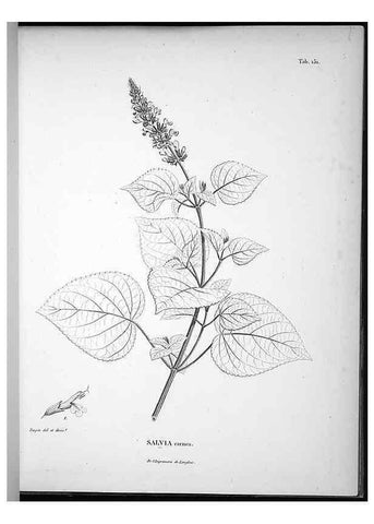 Reproducción/Reproduction 49555920933: Nova genera et species plantarum :. Antverpiae :Ex officina Christophori Plantini ...,1576.. 