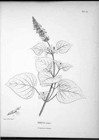 Reproducción/Reproduction 49555920933: Nova genera et species plantarum :. Antverpiae :Ex officina Christophori Plantini ...,1576.. 