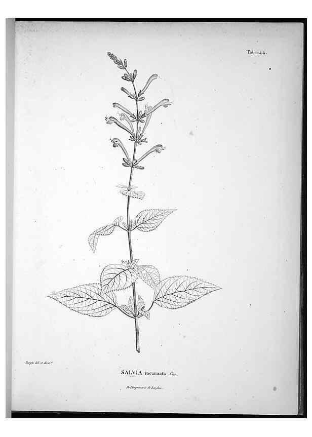 Reproducción/Reproduction 49555919583: Nova genera et species plantarum :. Antverpiae :Ex officina Christophori Plantini ...,1576.. 