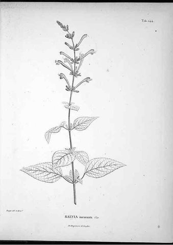 Reproducción/Reproduction 49555919583: Nova genera et species plantarum :. Antverpiae :Ex officina Christophori Plantini ...,1576.. 