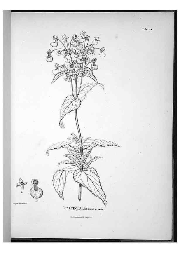 Reproducción/Reproduction 49556419146: Nova genera et species plantarum :. Antverpiae :Ex officina Christophori Plantini ...,1576.. 