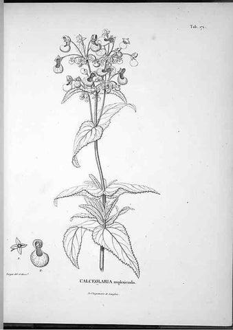 Reproducción/Reproduction 49556419146: Nova genera et species plantarum :. Antverpiae :Ex officina Christophori Plantini ...,1576.. 