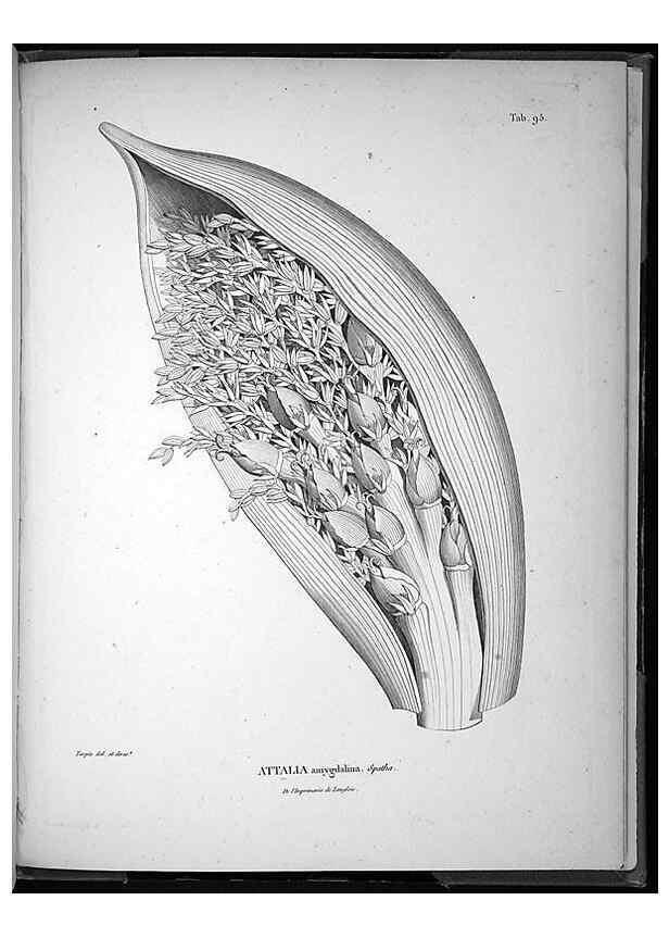 Reproducción/Reproduction 49555890893: Nova genera et species plantarum :. Antverpiae :Ex officina Christophori Plantini ...,1576.. 
