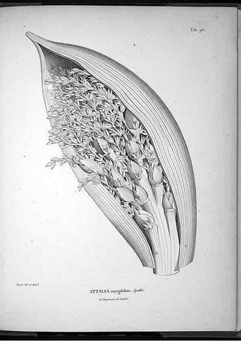 Reproducción/Reproduction 49555890893: Nova genera et species plantarum :. Antverpiae :Ex officina Christophori Plantini ...,1576.. 