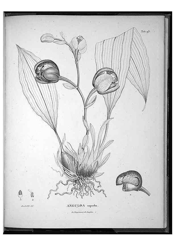 Reproducción/Reproduction 49556621417: Nova genera et species plantarum :. Antverpiae :Ex officina Christophori Plantini ...,1576.. 