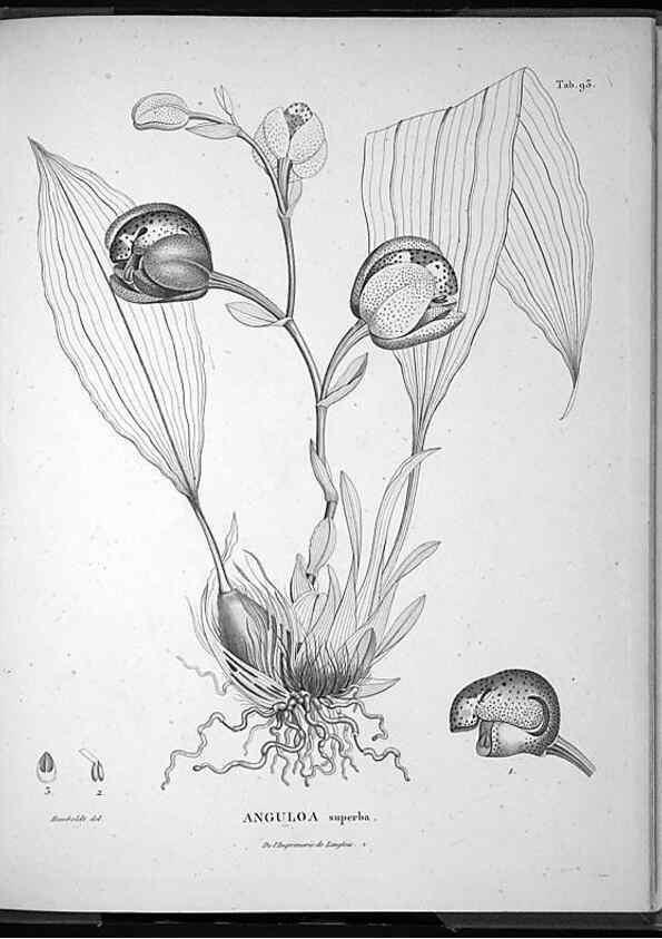 Reproducción/Reproduction 49556621417: Nova genera et species plantarum :. Antverpiae :Ex officina Christophori Plantini ...,1576.. 